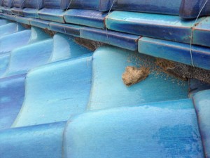 IMG_3260_R