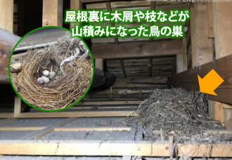 21-33 屋根裏に木屑や枝などが山積みになった鳥の巣