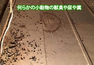 22-33 何らかの小動物の獣臭や尿や糞
