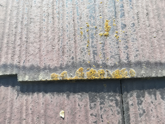 屋根に発生した苔