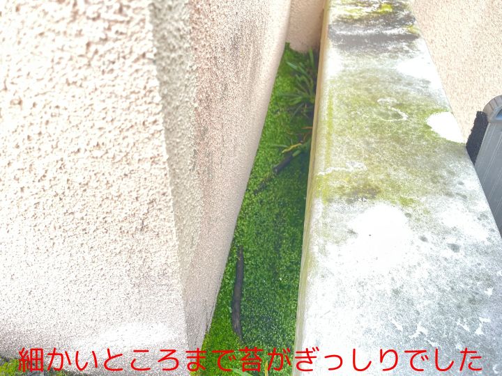細かいところまで苔がぎっしりでした