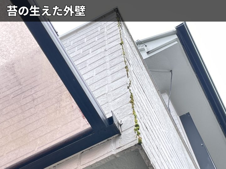 苔が伸びた外壁角