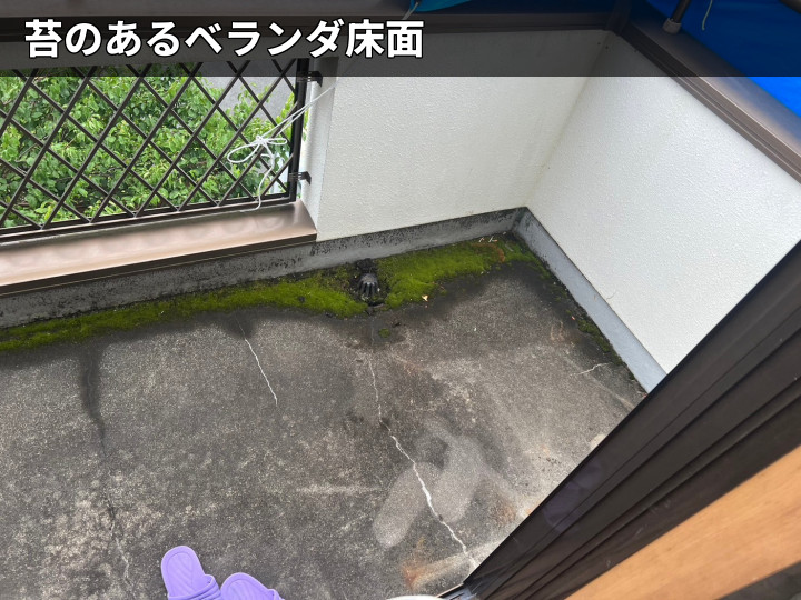苔が広がる床面