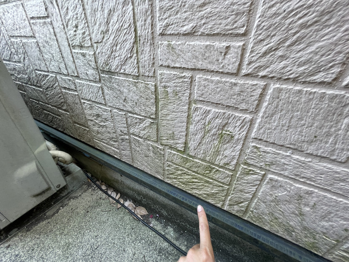 北面には苔が生えやすい