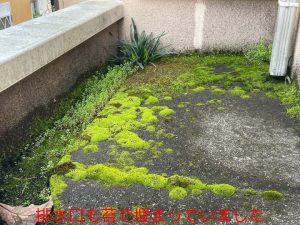 排水口も苔で埋まっていました