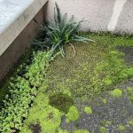 苔が生い茂っている防水層