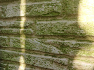 外壁のコケ