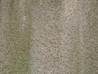 外壁に生えた苔