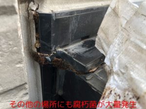 その他の場所にも腐朽菌が大量発生