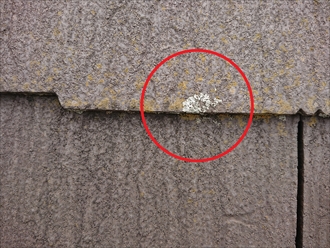 屋根材の重なる小口にはカビの発生が確認できます