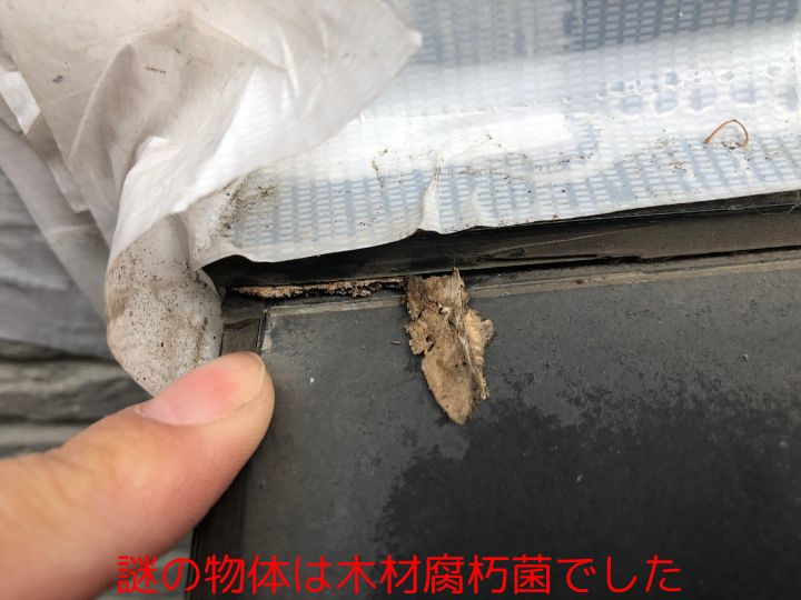 謎の物体は木材腐朽菌でした