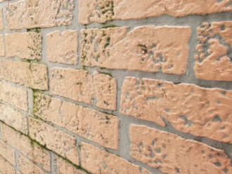 サイディング外壁の苔