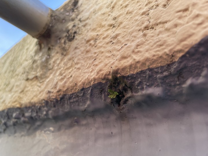 隙間から植物が生えていた