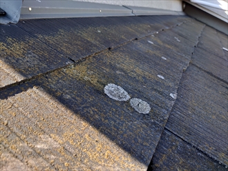 苔やカビの胞子の付着で屋根表面は汚れていきます