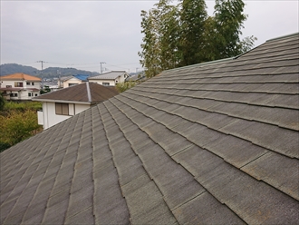 屋根に上がると勾配がきついにも関わらず屋根の上は黄色い苔やカビでびっしりでした