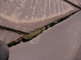 屋根の凹み部の谷樋付近は藻が繁殖しやすい