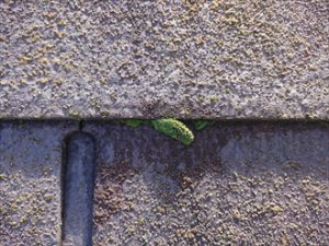 屋根材が重なる小口にも苔が生えています