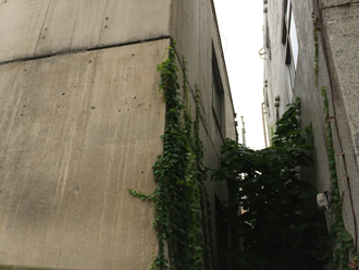 苔が繁殖したマンションの外壁