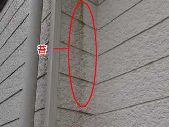 横浜市金沢区　外壁塗装前の点検　苔の発生