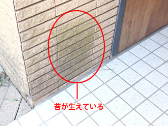 横浜市西区　玄関脇のサイディングに苔が生えている