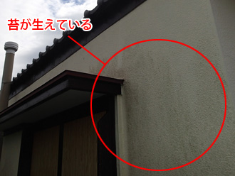 横浜市栄区　外装リフォーム前の調査　外壁に苔が生えている