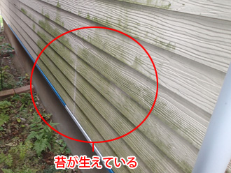 横浜市南区　外壁塗装前点検　苔が生えた外壁