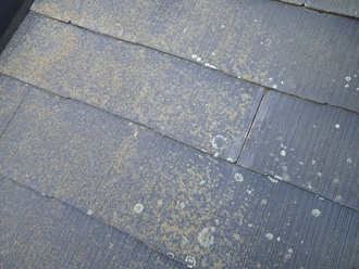 横浜市都筑区　屋根塗装前の調査　北側は苔とカビが生えている