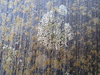横浜市都筑区　屋根塗装前の調査　苔の上に生えたカビ