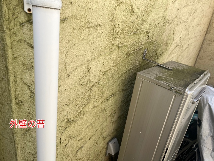 苔