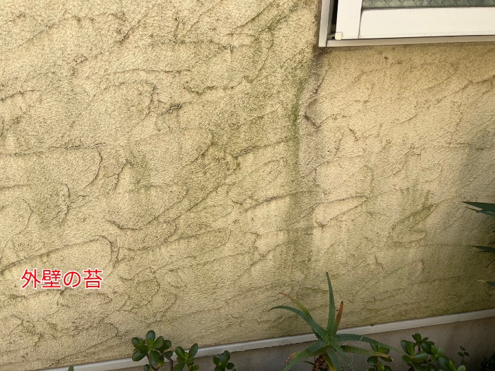 苔