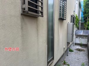 苔