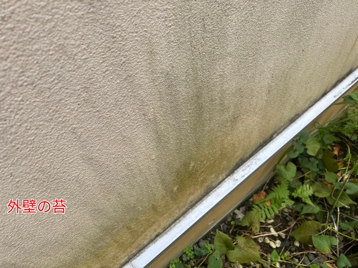 外壁の苔