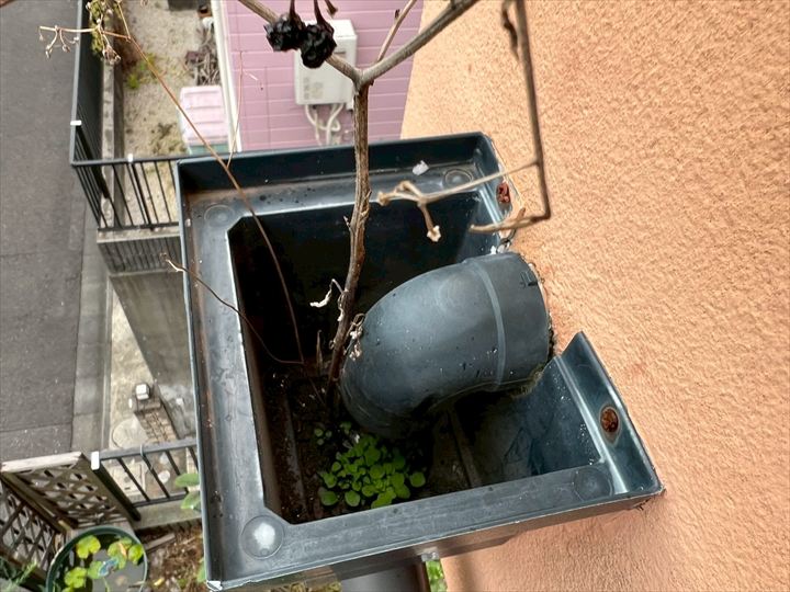 雨樋から生えた枝