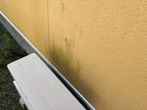 外壁の苔