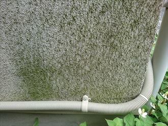 藻の繫殖の広がり
