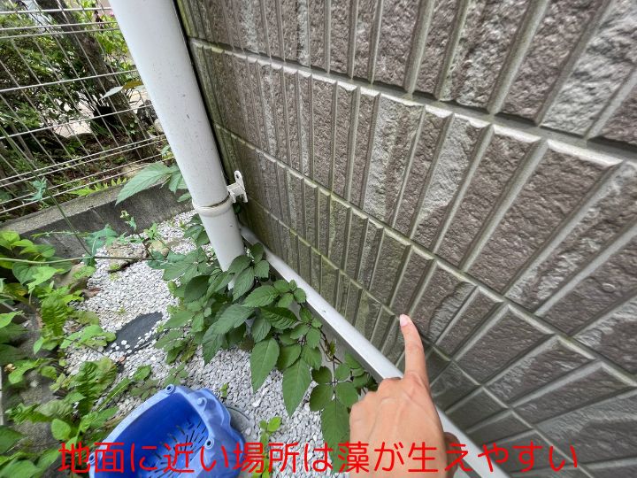 地面に近い場所は藻が生えやすい
