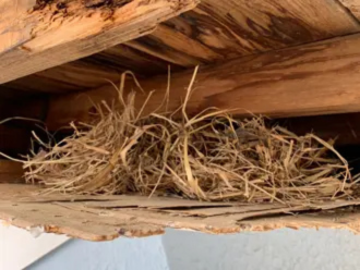 天井裏につくられた巣