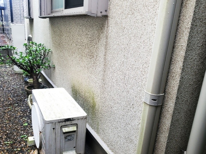 北面外壁の苔発生